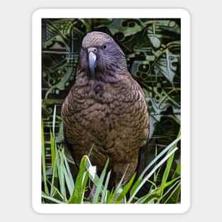 The New Zealand Kea Sticker